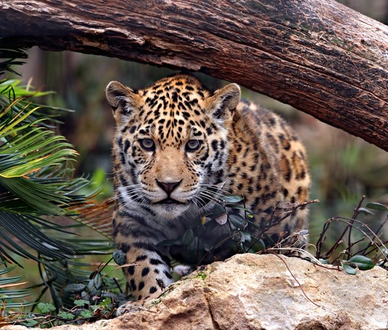 Jaguar Heredia Costa Rica Rain Forest