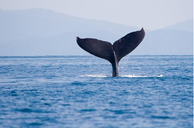 puntarenas whale